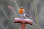 robin photo